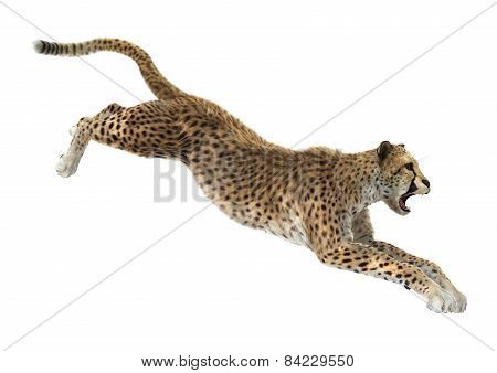 Cheetah