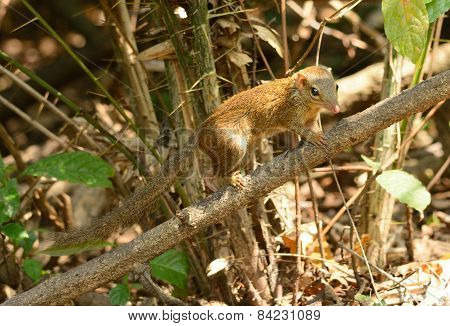 Northern Treeshrew