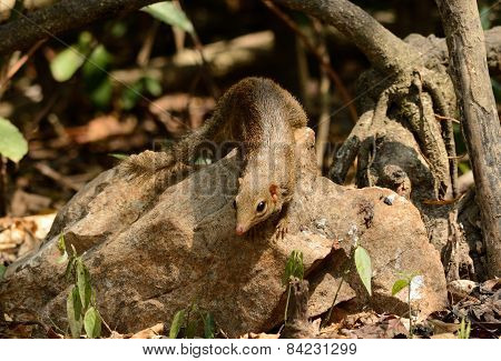 Northern Treeshrew