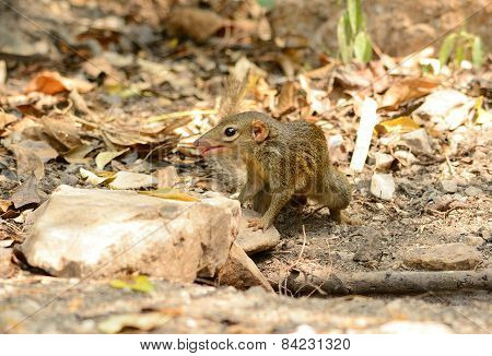 Northern Treeshrew