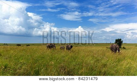 Africa, elephants, Kenya, safari, road, nature, wild animals