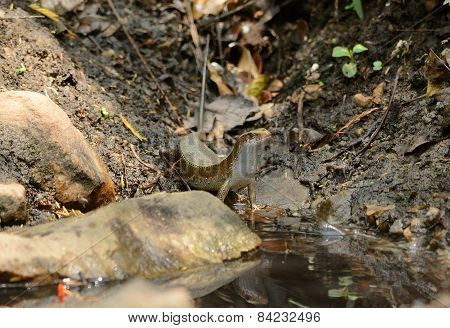 Many-lined Sun Skink (mabuya Multifasciata)