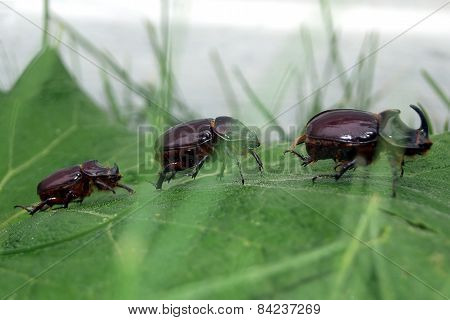European Rhinoceros Beetle Group