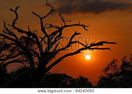 African Sunset