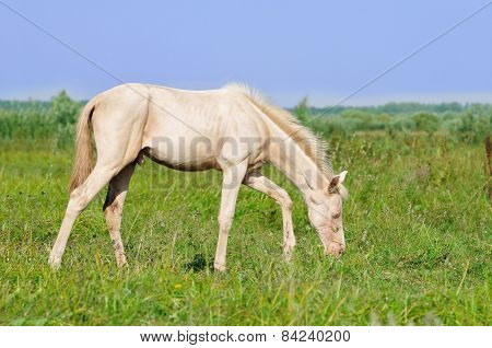 Perlino Akhal-teke Foal Grazing In Field