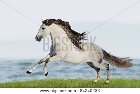White Andalusian Horse (pura Raza Espanola) Runs Gallop In Summer Time