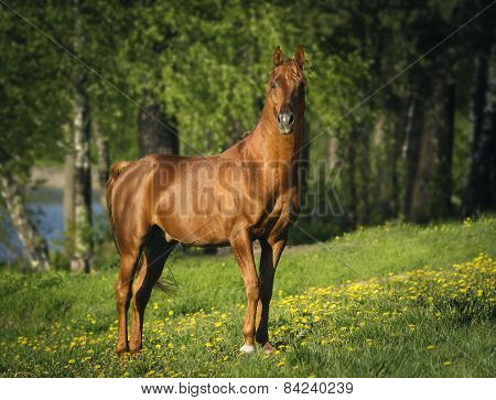 Portrait Of Chestnut Arabian Horse