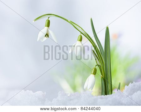 Beautifull Spring Snowdrop Flowers