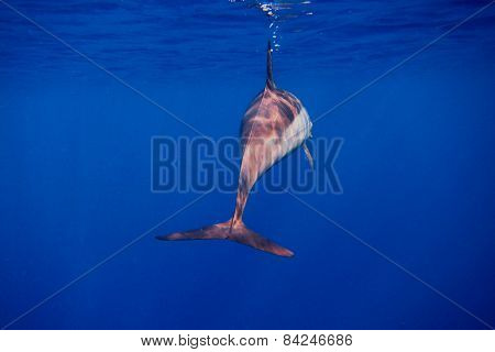 Dolphin From Behind In The Blue Sea