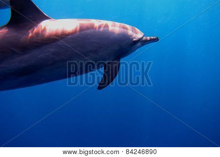 Large Dolphin In The Ocean