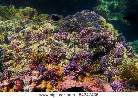many colorful coral when diving in the red sea