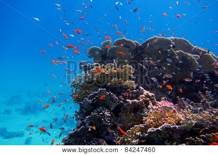 Colorful Coral And Many Fish