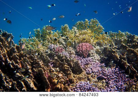 Colorful Coral World