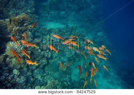 Colorful Fish