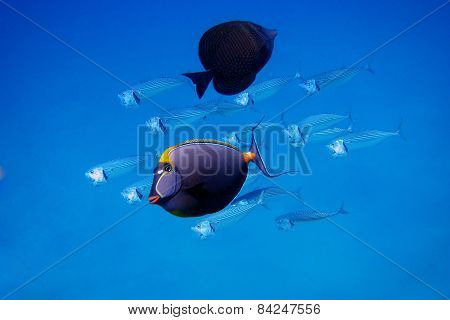 Fish In The Blue Sea