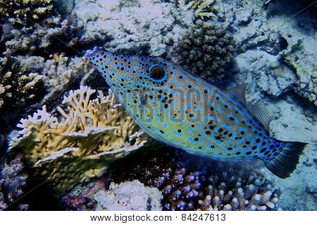 Hone Fish Side