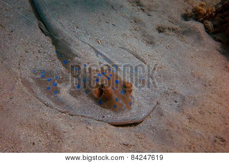 Stingray Close