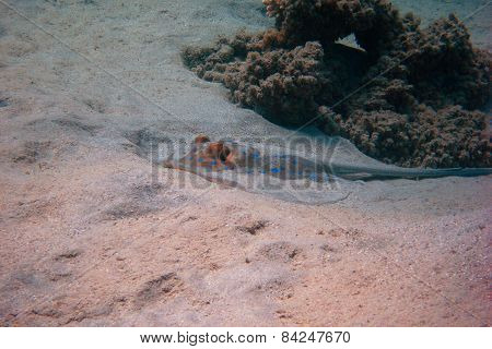 Stingray In The Sand At Coral