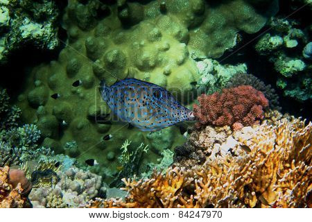 Hone Fish And Coral