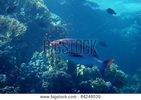 Large Silver Fish In Egypt