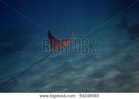 Spotted Eagle Ray