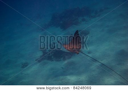 Spotted Eagle Ray In Egypt