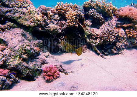 Yellow Brown Boxfish