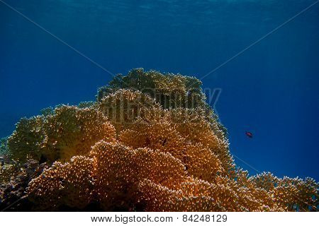 Yellow Coral And Blue Sea