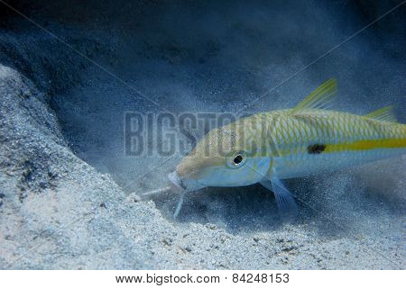 Yellow Mullet Sand