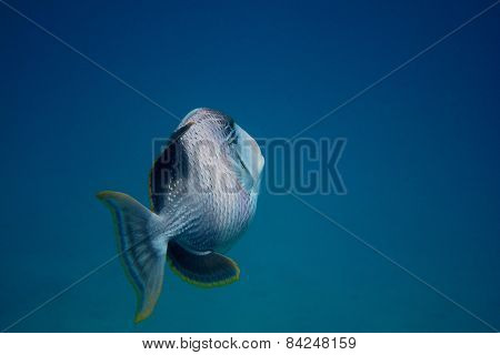 Yellowmargin Triggerfish And Blue Sea