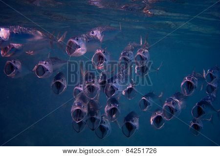 Big Mouth Mackerel Camera