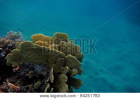 Coral In Egypt