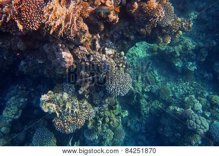 colorful coral reef with fire fish in the sea