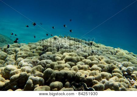 Coral And White Black Fish