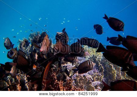 Indian Anglefish At The Coral