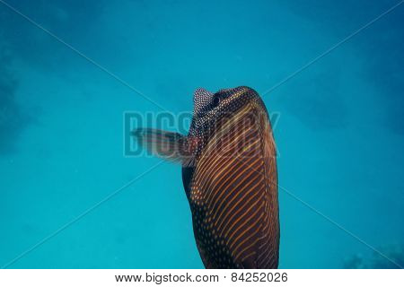Indian Anglefish Large
