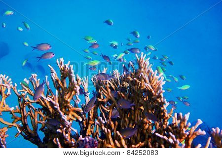Small Fish At Coral