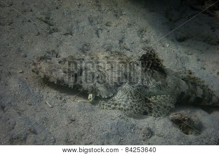 Crocodile Fish In Egypt