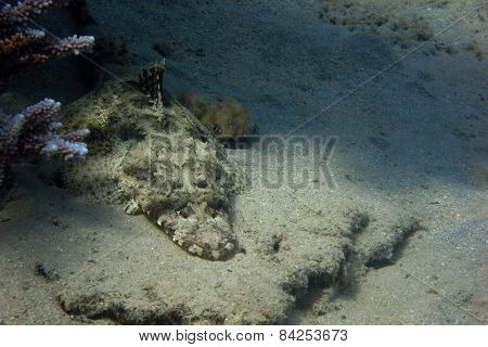 Crocodile Fish Lies