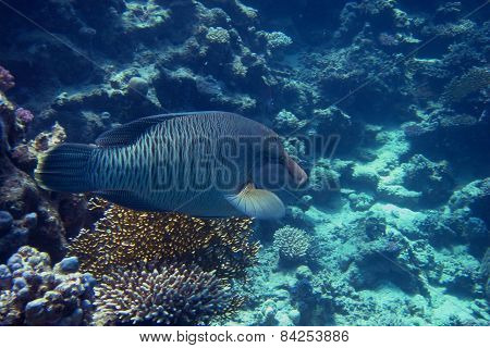 Napoleon Fish In The Sea