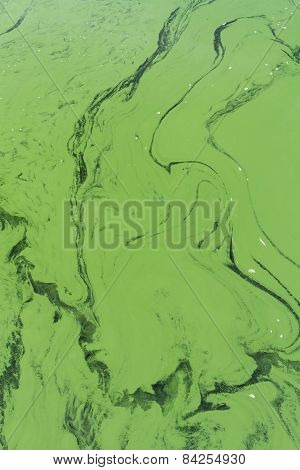 Blue-green Algae Or Cyanophyta From Above
