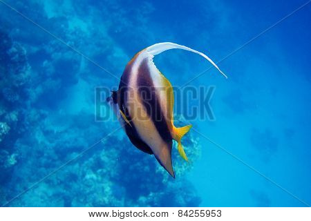 red sea pennant fish in the sea when diving