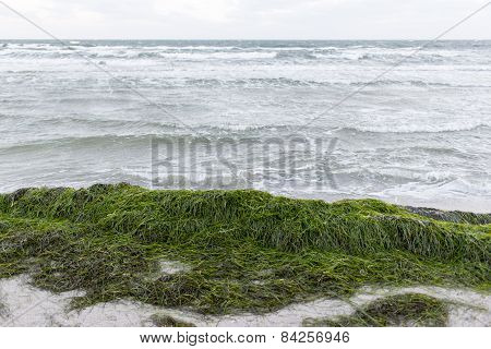 Baltic Sea In Winter With Sea Grass