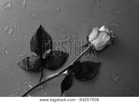 rose flower lying on water droped background in black and white