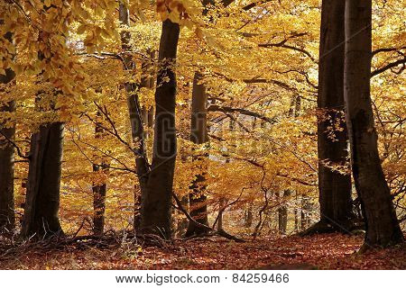 Autumnal Beech Forest