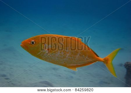lemon mackerel fish when diving in the sea
** Note: Soft Focus at 100%, best at smaller sizes