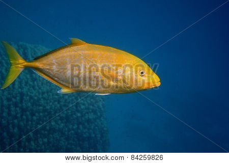 lemon yellow mackerel fish in the sea
** Note: Soft Focus at 100%, best at smaller sizes