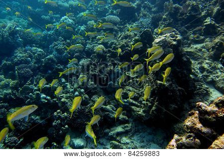 many yellow white fish in the sea when diving