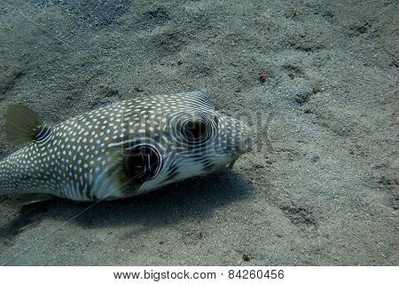 white spotted blowfish when diving at the seabed