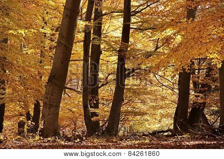 Autumnal Beech Forest